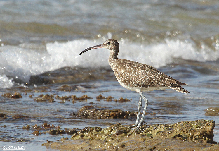  Whimbrel  Numenius phaeopus  ,Netania ,11-10-12,Lior Kislev